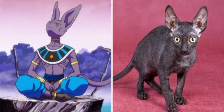 Dragon Ball 15 Things You Didnt Know About Beerus Dragon Ball 15 Things You Didnt Know About Beerus